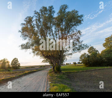 Sandy Landstraße in der Nähe von Feldern, typische polnische Viallage Landschaft Stockfoto