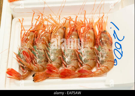 Große frische Garnelen für Verkauf, Tsukiji-Fischmarkt, Tokyo, Japan Stockfoto