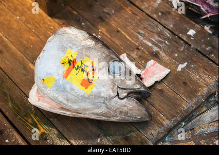 Thunfisch Kopf, Tsukiji-Fischmarkt, Tokyo, Japan Stockfoto