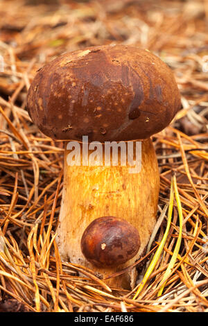 Zwei Pilze (Boletus Badius) sitzen in den Nadeln von Bäumen, essbare Pilze gefallen Stockfoto