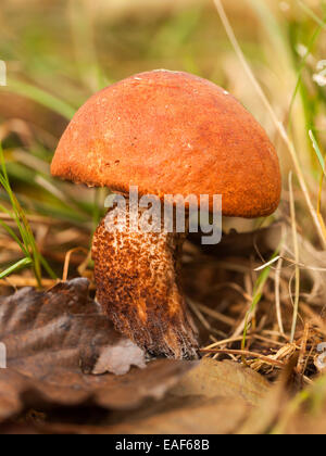 Essbare Pilze - Leccinum Aurantiacum Pilz Stockfoto
