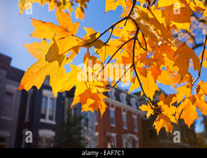 Herbstlaub gegen Stadthäuser - USA Stockfoto