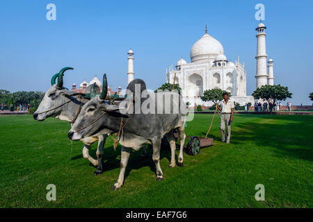 Ein Mann, mähen den Rasen des Taj Mahal, Uttar Pradesh, Indien Stockfoto