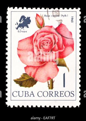 Briefmarke aus Kuba zeigt eine rosa Rose. Stockfoto