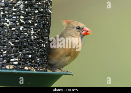 Weiblichen nördlichen Kardinal thront auf Saatgut feeder Stockfoto