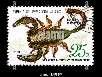 Briefmarke aus Nordkorea mit einem chinesischen Skorpion (Mesobuthus Martensii) Stockfoto