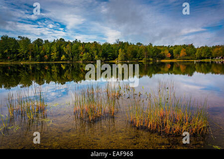 Frühe Herbst Reflexionen und Gräser in Toddy Teich in der Nähe von Orland, Maine. Stockfoto