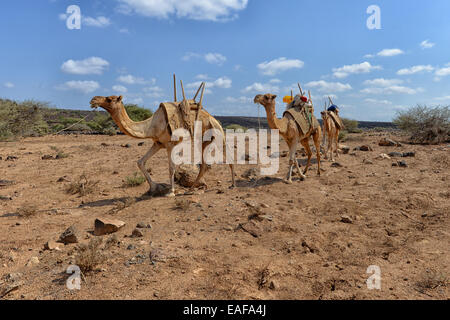 Kamele in der Nähe von Lake Assal, Dschibuti Stockfoto