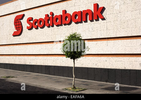 Scotiabank Schild an Wand und einem kleinen Baum vorne in der Fußgängerzone Mercaderes in Arequipa, Peru Stockfoto