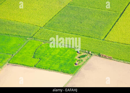 Reis Bereich Wachstum in Bac Sohn, Vietnam. Stockfoto