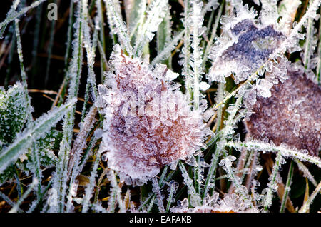 Herbst Zeit Frost mit Eiskristallen Gras und Blätter Stockfoto