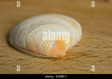 Meer kleine Muschel weiß-Orange Farbe auf eine Holzoberfläche Stockfoto