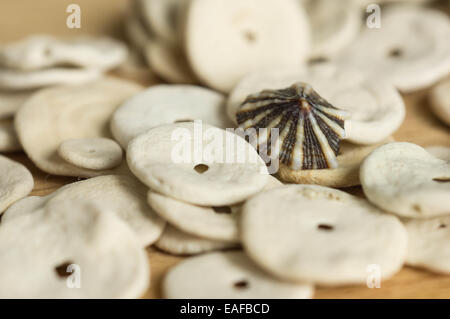 Die Muschelschalen, die verstreut auf einer Holzoberfläche Stockfoto