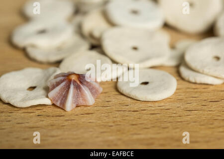 Die Muschelschalen, die verstreut auf einer Holzfläche, Nahaufnahme Stockfoto