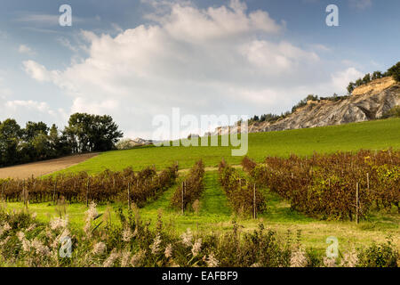 Felder der roten Weinberge im Herbst auf Badlands Hintergrund in der italienischen Landschaft in der Nähe von Brisighella in der Emilia Romagna kultiviert Stockfoto