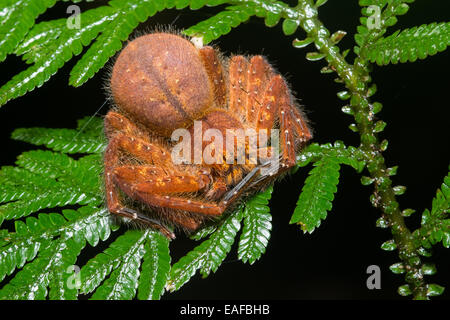 Eine Spinne bides seiner Zeit auf einem Blatt im Dschungel in Borneo. Stockfoto