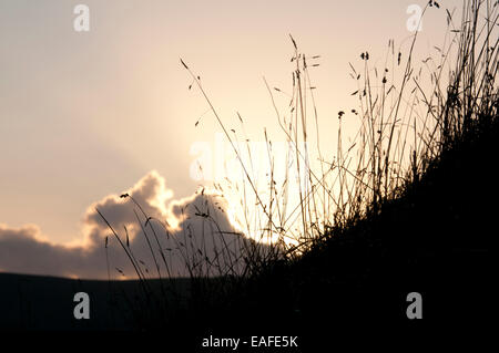 Hinterleuchtete Rasen ergibt sich der Sonnenuntergang über dem Kreide-Steilhang in der Nähe von Kingston, Lewes. East Sussex Stockfoto