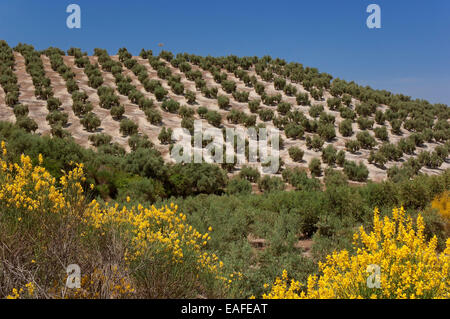 Olive Grove, Priego de Cordoba, Cordoba Provinz, Region von Andalusien, Spanien, Europa Stockfoto