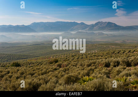 Olive Grove und Naturpark Sierra Magina, Ubeda, Jaen Provinz, Region von Andalusien, Spanien, Europa Stockfoto