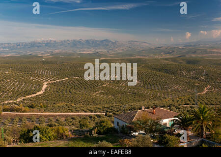 Olive Grove und Naturpark Sierra Magina, Ubeda, Jaen Provinz, Region von Andalusien, Spanien, Europa Stockfoto