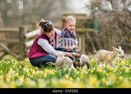 Ein Schafzüchter aus Kempley, Gloucestershire mit ihrem einjährigen Sohn und einige ihrer Frühjahr Lämmer UK Stockfoto