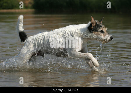 Erwachsenen Parson Russell Terrier Hund läuft durch Wasser Stockfoto