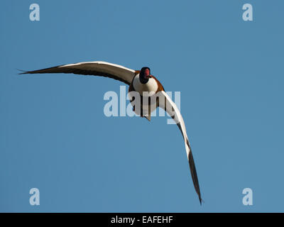 gemeinsamen Brandgans im Flug, Tadorna Tadorna, Deutschland, Europa Stockfoto