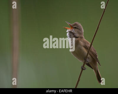 großen Rohrsänger, Acrocephalus Arundinaceus, Mitteleuropa Stockfoto