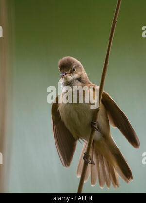 großen Rohrsänger, Acrocephalus Arundinaceus, Mitteleuropa Stockfoto