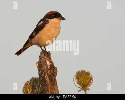 Rotkopfwürger, Lanius Senator, Spanien, Europa Stockfoto