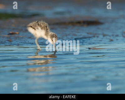 junge pied Avocet Recurvirostra Avosetta Wattenmeer, Deutschland, Europa Stockfoto