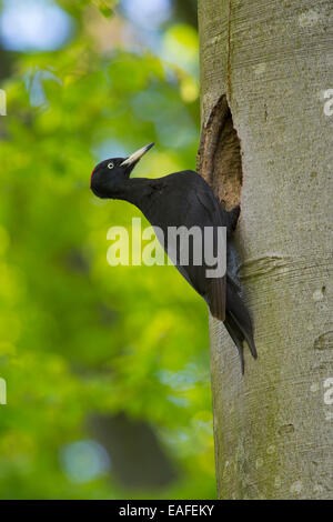 Schwarzspecht, Männlich, Dryocopus Martius, Deutschland, Europa Stockfoto