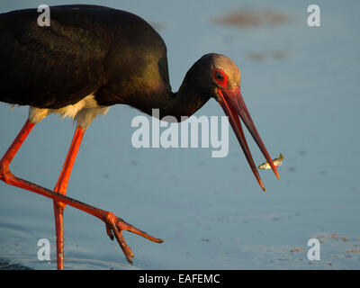 Schwarzstorch, Ciconia Nigra, Deutschland, Europa Stockfoto