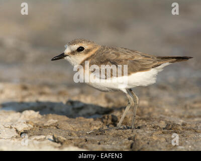 Seeregenpfeifer Charadrius Alexandrinus, Deutschland, Europa Stockfoto