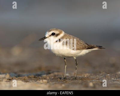 Seeregenpfeifer Charadrius Alexandrinus, Deutschland, Europa Stockfoto