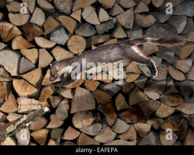 Steinmarder springen, Martes Foina, Deutschland, Europa Stockfoto