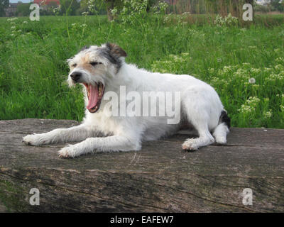 Parson Russell Terrier Stockfoto