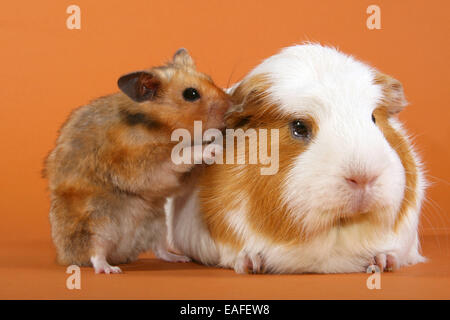 Goldhamster und Meerschweinchen Stockfoto