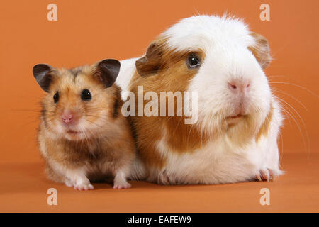 Goldhamster und Meerschweinchen Stockfoto