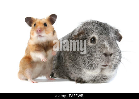 Goldhamster und Meerschweinchen Stockfoto