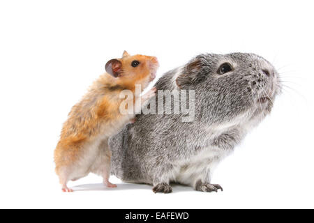 Goldhamster und Meerschweinchen Stockfoto