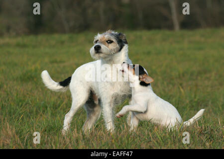 zwei Parson Russell Terrier an Wiese spielen Stockfoto