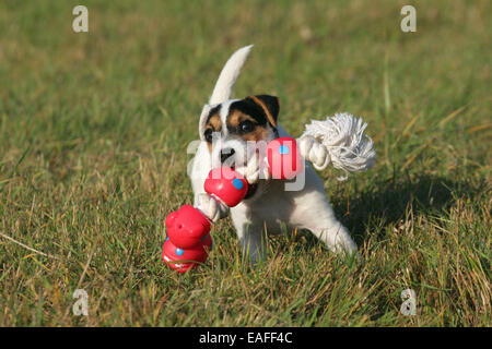 Parson Russell Terrier Welpen spielen bei Wiese Stockfoto