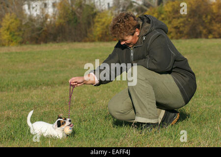 Frau mit Parson Russell Terrier Welpen Stockfoto