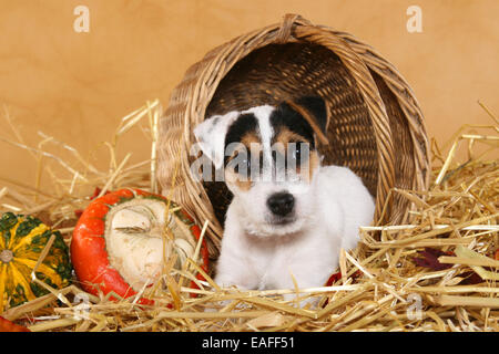 Parson Russell Terrier Welpen liegen auf Stroh mit Korb und Kürbis Stockfoto