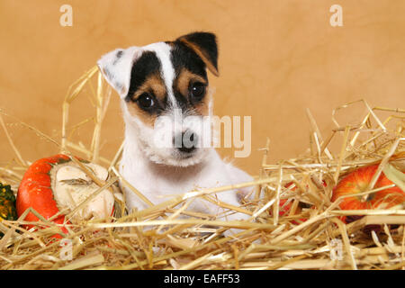 Parson Russell Terrier Welpen liegen auf Stroh mit Kürbis Stockfoto