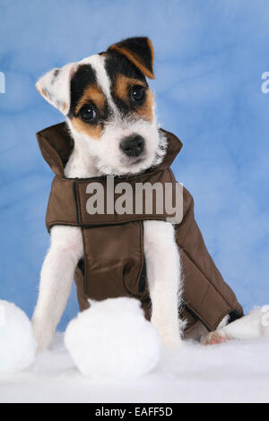 Parson-Russell-Terrier Welpen Stockfoto