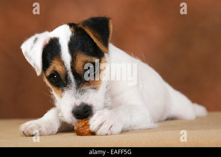 junge Parson Russell Terrier nagt an einer Mutter Stockfoto