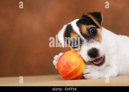 junge Parson Russell Terrier nagt an einem Kürbis Stockfoto