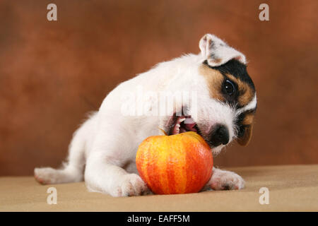 junge Parson Russell Terrier nagt an einem Kürbis Stockfoto